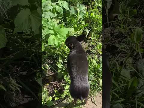 Видео: Слава Богу, что ни одно яблоко не упало Костику по голове - он и так гениальнее  Ньютона!