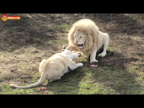 Видео: Белые львы. Один прайд - одни на всех разборки. Тайган. Lions life in Taigan.