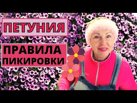 Видео: ПЕТУНИЯ основные ПРАВИЛА ПИКИРОВКИ. Стопроцентный результат