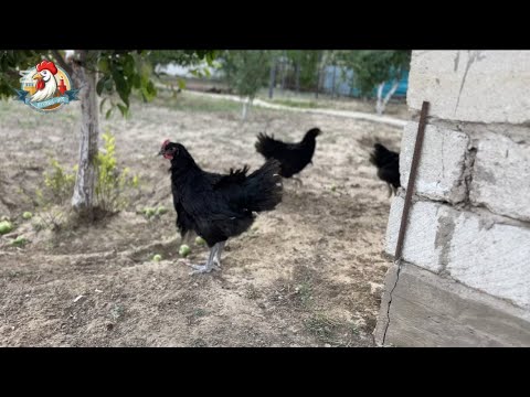 Видео: Джерси Гигант келді🐓 Джерси и Амераукана 🥚 салып тастадым. Тіркелуді ұмытпа✅