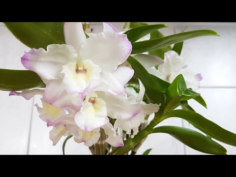 Видео: 66. Мой уход за ДЕНДРОБИУМОМ НОБИЛЕ. Как добиться цветения? Dendrobium Nobile в ПОЛИСТИРОЛЕ