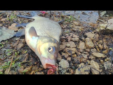 Видео: Лещ ранней Весной на Реке .Только лёд сошел.  Ловля Леща на Фидер по холодной воде .
