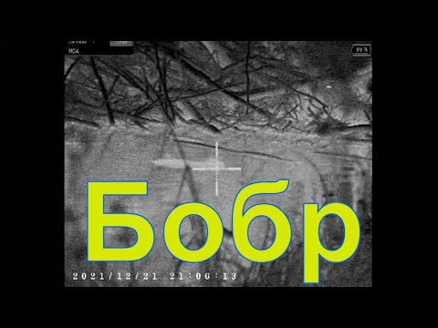 Видео: Охота на бобра с тепловизором #11 castor fiber