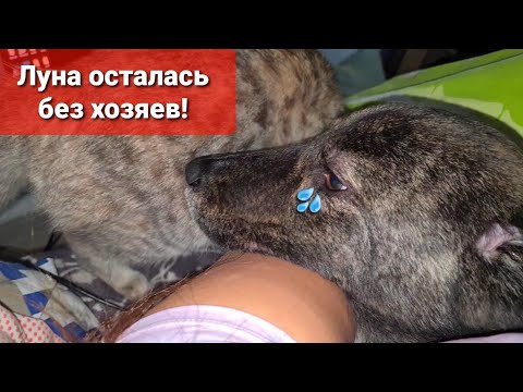 Видео: Неужели Луна идет на поправку😍Цацу простерилизовали, Собак ревакцинировали.