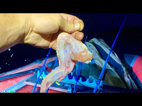 Видео: ЗА ТАКУЮ РЫБУ СРАЗУ ПОСАДЯТ ⁉️⁉️рыбалка на Дону ловля сома сазана
