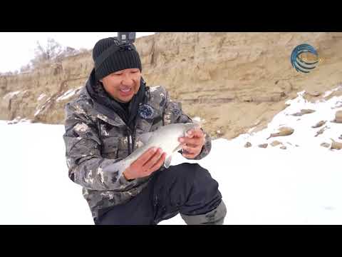 Видео: ТАБАН БАЛЫҒЫН АУЛАУ / ОЛЖА / 04.02.2023