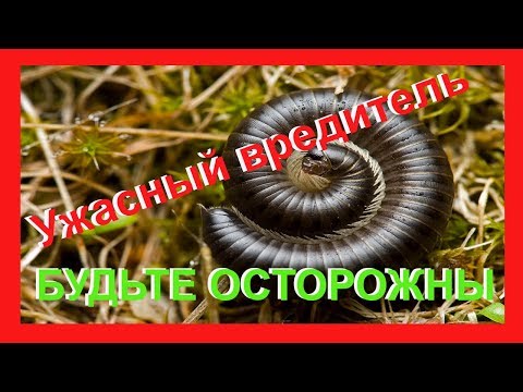 Видео: Проволочник отдыхает по сравнению с этим вредителем.
