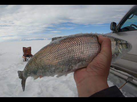 Видео: рыбалка в Северобайкальске на Хакусах !!!