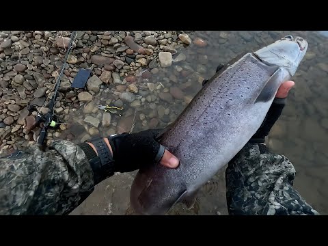 Видео: Первые трофеи реки Котуй. Таймени загибают удилище в дугу!