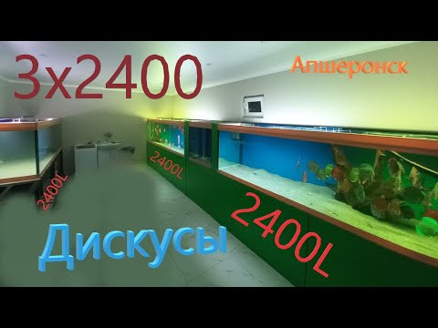 Видео: 3х2400L для дискусов Евгения из Апшеронска :)