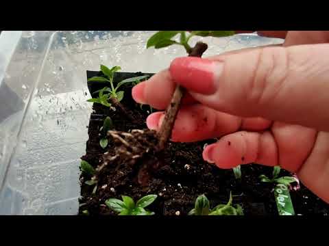 Видео: Черенкование МЕТЕЛЬЧАТОЙ гортензии одревесневшими черенками в домашних условиях 🌿