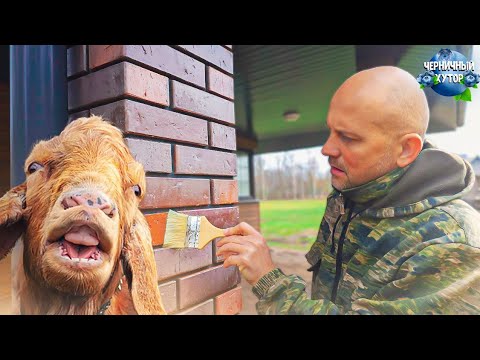 Видео: Последняя серия с черничного хутора в этом году. Даже коза сделала всё, чтоб мы спокойно уехали.