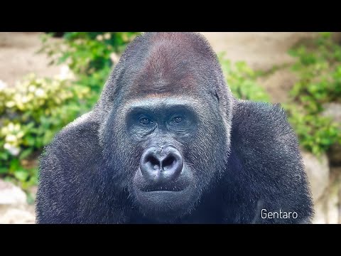 Видео: Молодой самец гориллы готов возглавить стаю | Новый партнер Энни | Гентаро