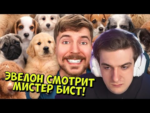 Видео: ЭВЕЛОН СМОТРИТ МИСТЕР БИСТ - Я Спас 100 Брошенных Собак!