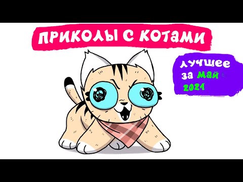 Видео: Приколы с котами. ЛУЧШЕЕ ЗА МАЙ 2021 | Мемозг