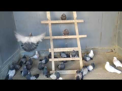 Видео: Кировоградские голуби , Сиреневые , Цветные , Рыжие , Серопузые г. Балхаш