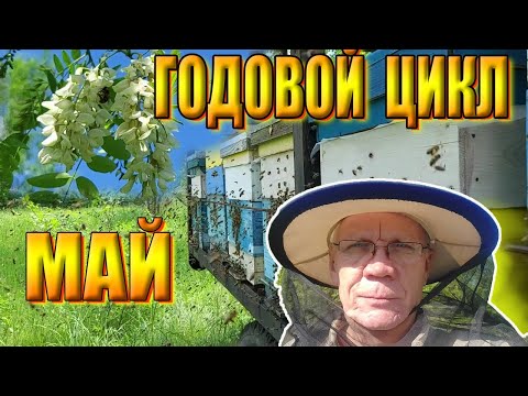 Видео: Годовой цикл содержания пчелиных семей. Май - Пик Активности пчел! ВАЖНО!