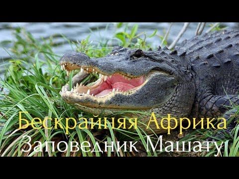 Видео: Бескрайняя Африка.Заповедник Машату.