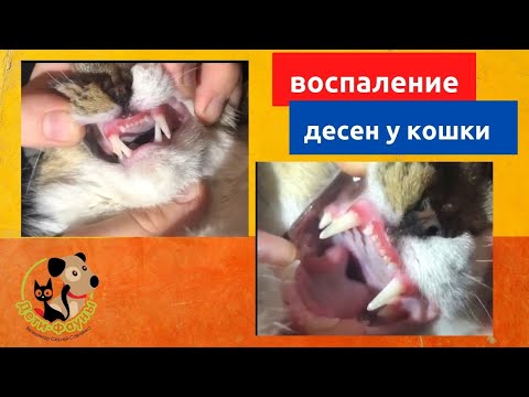 Видео: Гингивит воспаление десен у кошки, чем обрабатывать в домашних условиях?
