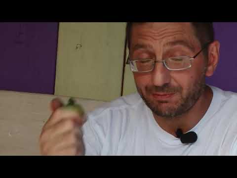 Видео: Как хранить помидоры