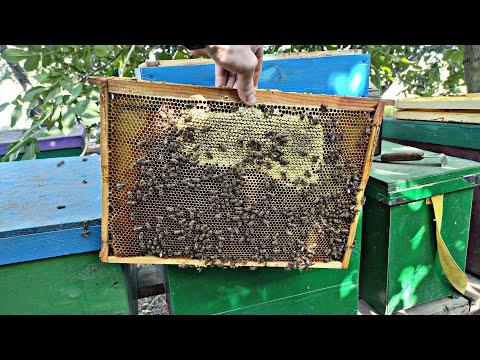 Видео: ВЗЯТОК 2025 !!! Сколько меда принесли пчелы ?