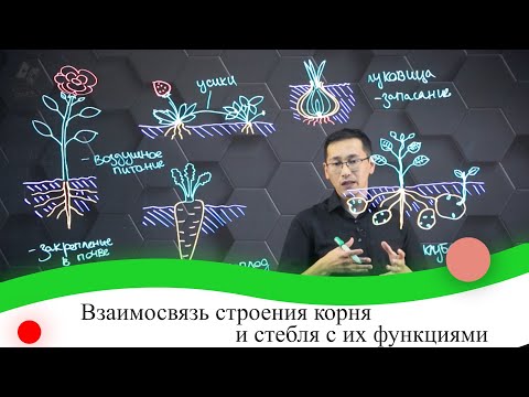 Видео: Взаимосвязь строения корня и стебля с их функциями. 7 класс.