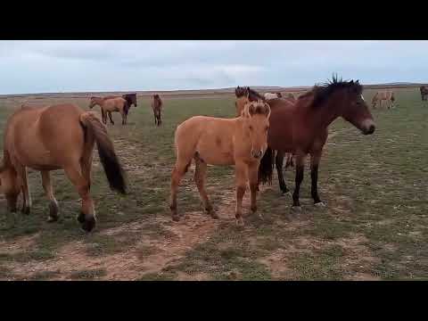 Видео: Шыңғыстаудың жабы жылқысы. Жалтас айғырдың құлындары.