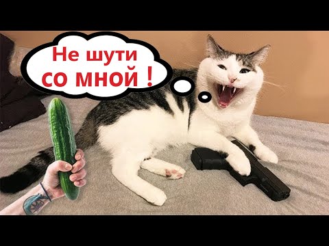 Видео: Приколы с котами! С ОЗВУЧКОЙ! СМЕШНЫЕ КОТЫ! Самые смешные животные!