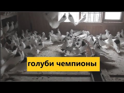 Видео: Высоколётные голуби Александра Катомина клуб((Феникс Москва))