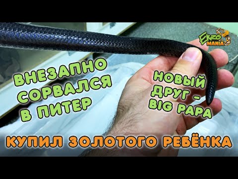 Видео: КУПИЛ ЗОЛОТОГО РЕБЕНКА