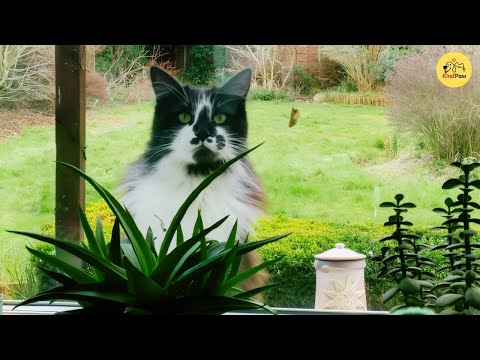 Видео: Этот кот 5 лет ждал на заднем крыльце, пока женщина его усыновит