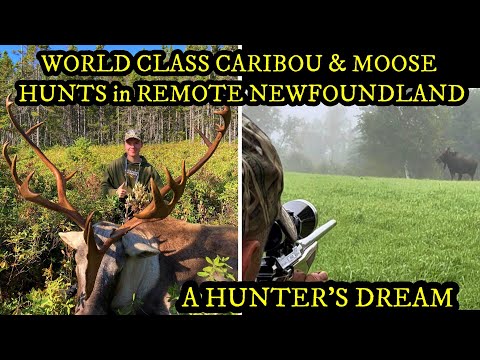 Видео: ОХОТА НА ЛОСЯ И КАРИБУ В ОТДАЛЕННЫХ МЕСТАХ НЬЮФАУНДЛЕНДА - Мечта охотника (Трофейное животное!!)