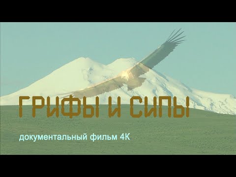 Видео: Калмыкия. Кавказ. Приэльбрусье. Черные Грифы и Белоголовые Сипы. 4К. Nature of Russia.