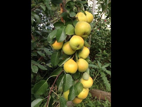 Видео: Груша на Южном Урале. Приивка. Где взять подвой. Мой опыт и сорта.