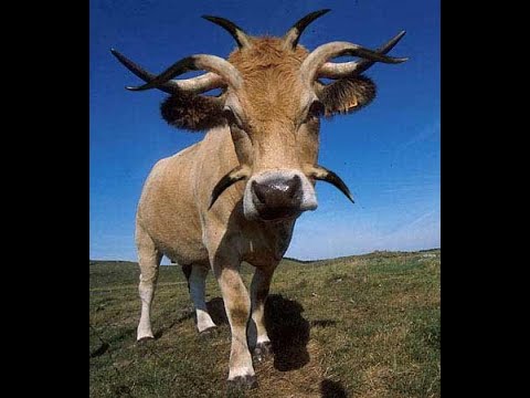 Видео: Часть 2.Кетоз болезнь голодных коров, ЧТО ЗНАЧИТ ГОЛОДНЫХ?