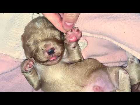 Видео: Беременная, голодная бездомная собака искала еду. Когда я позвала её,она на самом деле пошла за мной