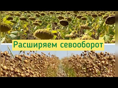 Видео: Лен и подсолнечник вписываются в севооборот Алексея Бредуна