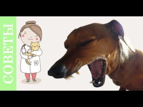 Видео: Чем опасен корм холистик для вашего питомца?! Советы ветеринара.