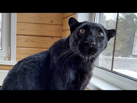 Видео: Смешная и милая пантера Луна 😸