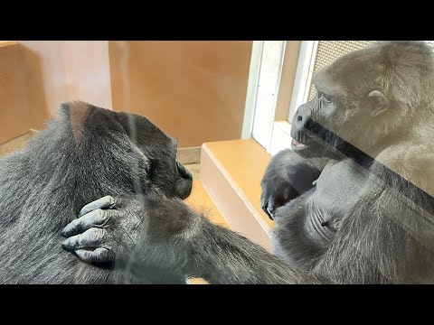 Видео: Нене утешает Аи, которая подавлена, потому что Шабани сердится на нее