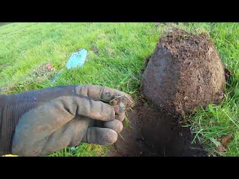 Видео: Глубокая монета, лежащая на ребре в маленьком парке.