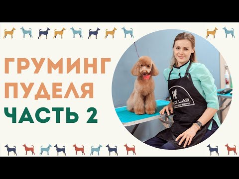 Видео: Стрижка пуделя Фантазийная. Часть 2