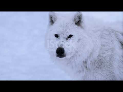 Видео: #Волк #ArcticWolf #nature