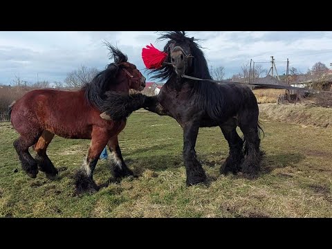 Видео: 📽🥁В гостях в дядька Миколи та Андрія🤝 Алан та Франческа💪🔥💣