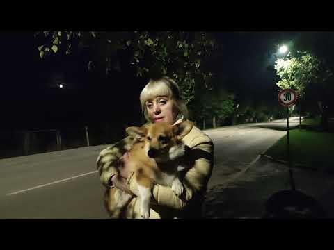 Видео: Краткая реприза о вельш  корги