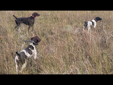 Видео: Пушистая банда снова в деле, охота в США! #курцхаар #охота #охотассобакой #pointerdog 