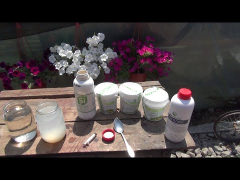 Видео: Для чего я использую Фосфат мочевины "Фитактив" при каждом опрыскивании роз