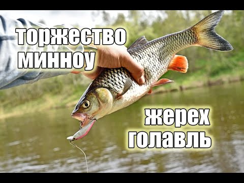 Видео: Торжество «миношек» на средней реке
