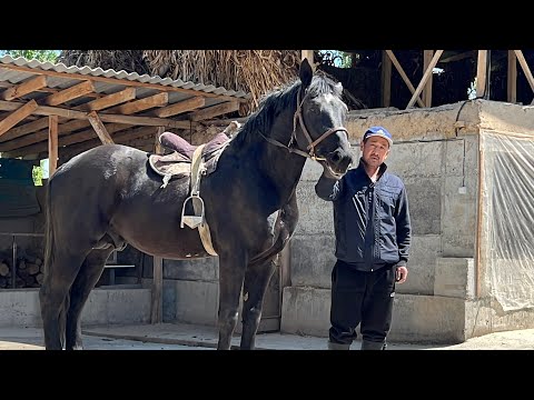 Видео: накта ДЫЙКАНДЫН КУЛУНУДАН БЕРИ БАККАН ЧОҢ АТЫ САТУУГА ЧЫКТЫ