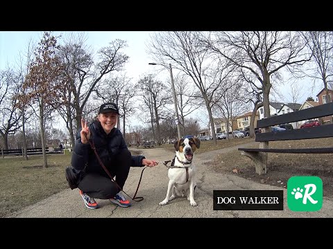 Видео: Моя новая работа в США. Выгул собак в Америке, цены. Сколько можно заработать?/ VLOG